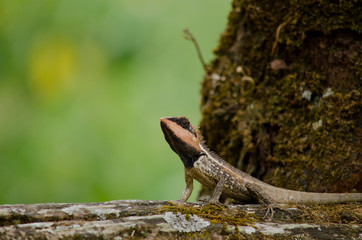 orangr spiny lizard