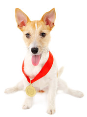Funny little dog Jack Russell terrier with gold prize winning