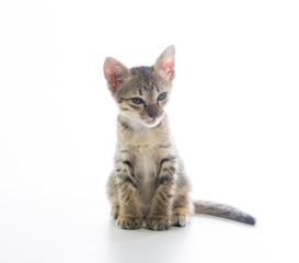 Cute tabby kitten isolated