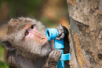 Monkey drinking water water pipe