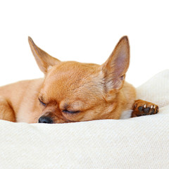 Sleeping red chihuahua dog isolated on white background.