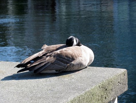 Goose is sitting on a concrete  tile near water in downtown Vancouver, British Columbia, Canada.