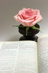 Open Bible with a Pink Rose in the Background
