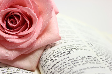 Pink Rose on an Open Bible Page.