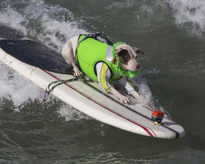 Surf Dog