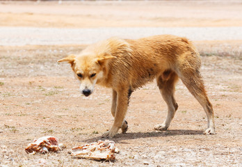 Stray dog