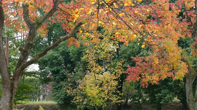 maple season in Meiji Jingu Gaien Japan
