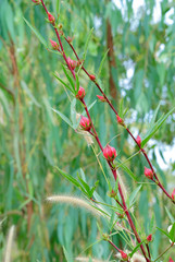 Roselle