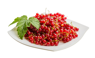 Red currant