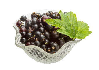 Black currant