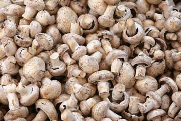Group of Mushrooms