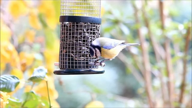 Blaumeise pickt Sonnenblumenkerne 