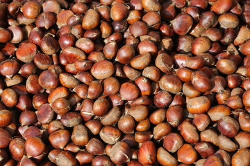 Chesnut