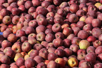 Pile of red Royal Gala apples
