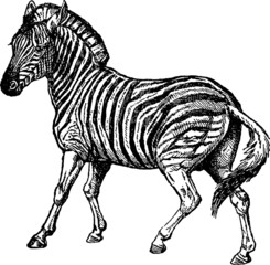 Vintage Illustration zebra