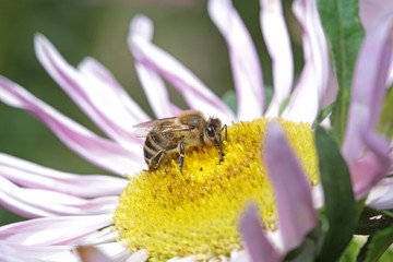 Bee on white flower with big eyes