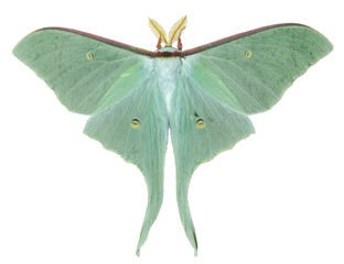 Papillon de nuit (Actias artemis) 22