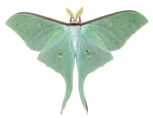 Fotobehang Vlinder Nachtvlinder (Actias artemis) 22