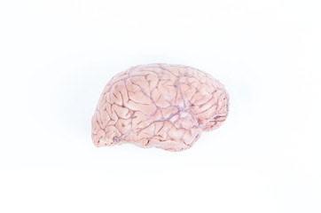 human brain isolated on white