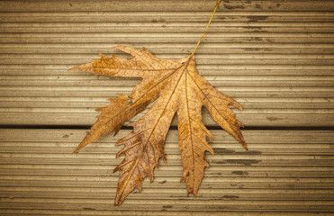 Lonely Autumn Leaf