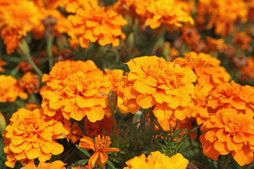 oeillet d'inde orange