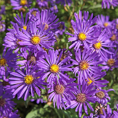 aster mauve