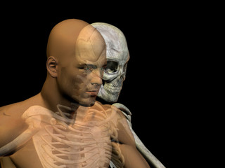 3D human man anatomy for health or medicine