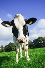 Holstein-Friesian Milchkuh auf einer Weide blickt verblüfft
