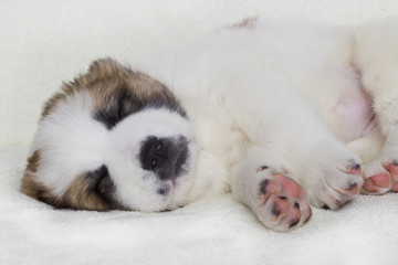 puppy sleeping