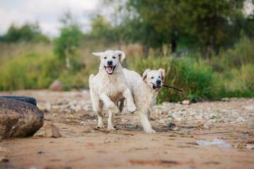 Golden retriever running on the beach © Anna Averianova