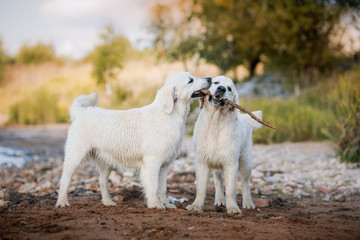 Fototapeta premium Golden retriever running on the beach
