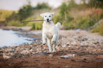 Obraz premium Golden retriever running on the beach
