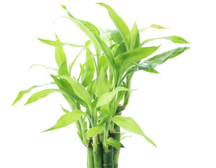 Ribbon dracaena, Lucky bamboo, Belgian evergreen, Ribbon plant p