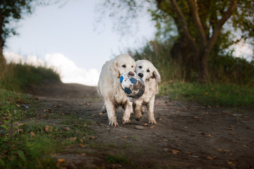 Golden retriever running on the beach