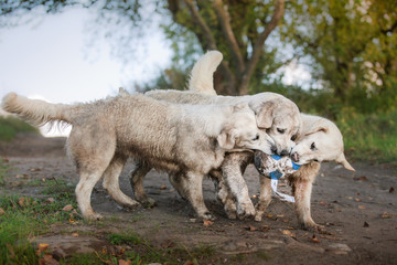 Obraz premium Golden retriever działa na plaży