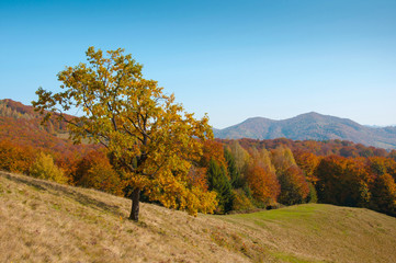 Fototapeta premium Green Beautiful Tree in the Mountains