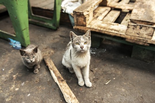 Dirty street cats sitting in factory