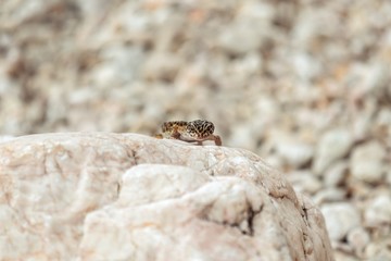Gecko lizard on rocks