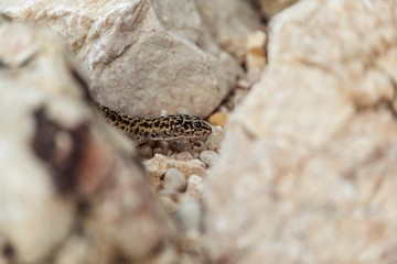 Gecko lizard on rocks