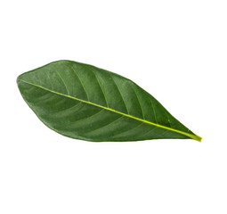 Obraz premium Green leaf