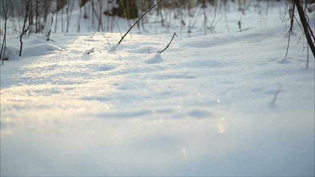 Winter forest in snow, dolly 11