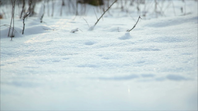 Winter forest in snow, dolly 10