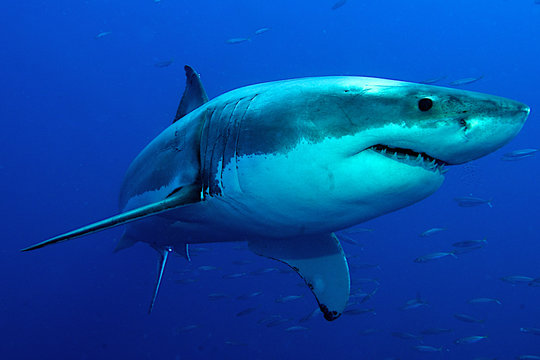 Weißer Hai im tiefblauen Wasser