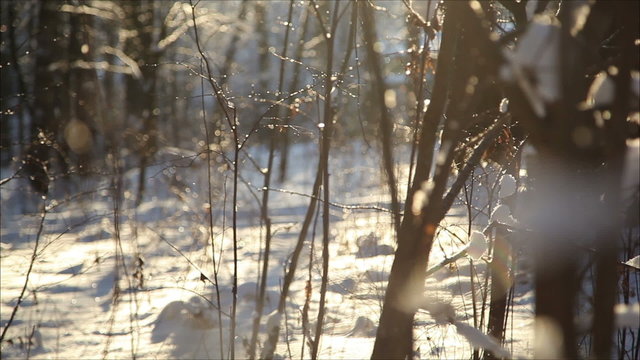Winter forest in snow, dolly 4