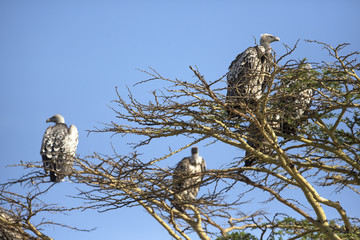 Vultures in Africa