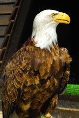 Aigle à tête blanche.