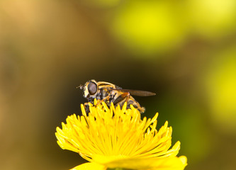 Hoverfly