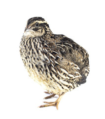 Young quail