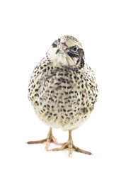Young quail
