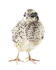 Fototapeta premium Young quail
